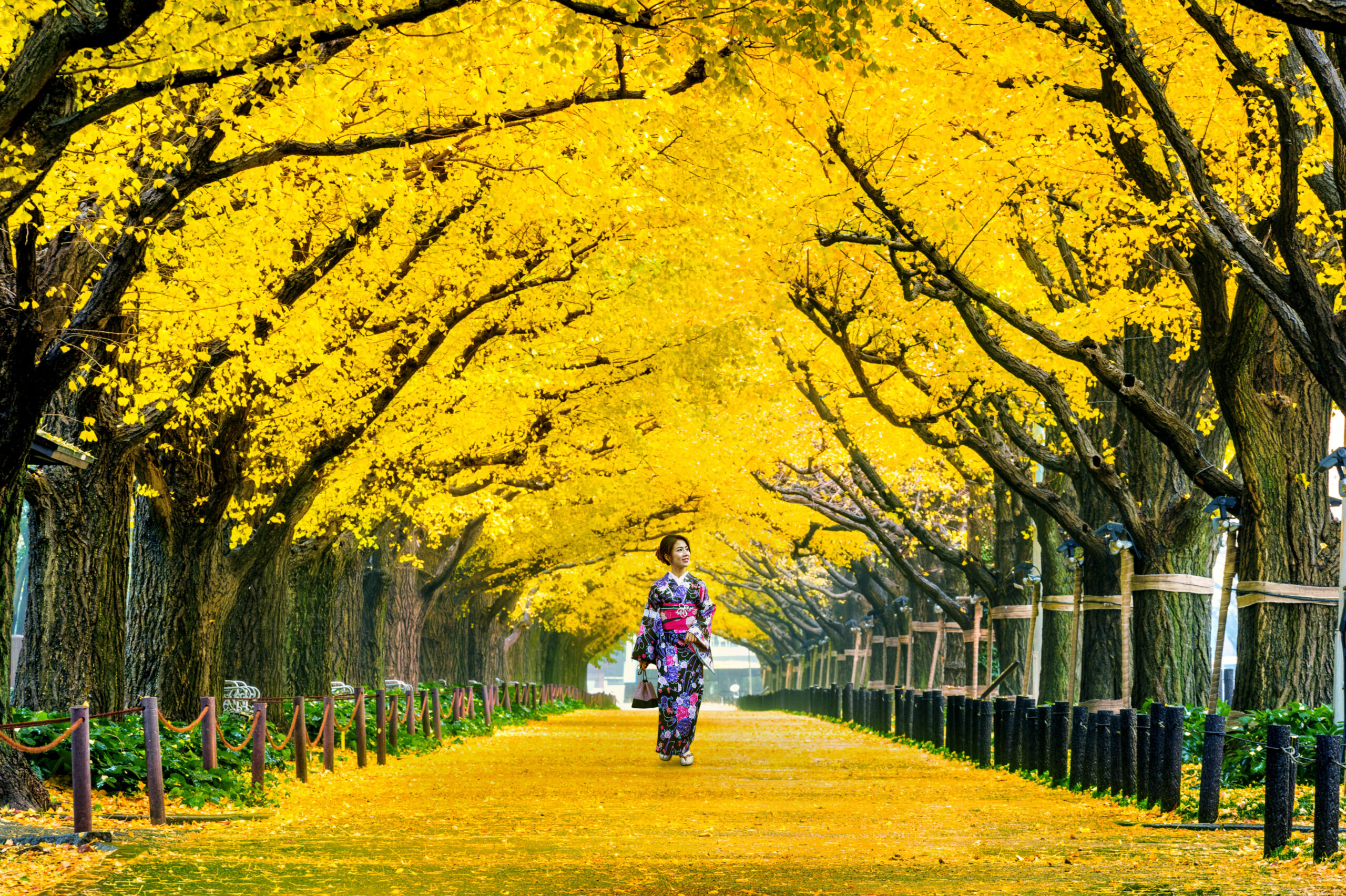 Autumn park, Tokyo, Japan